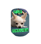 everyday melon（個別スタンプ：13）