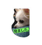 everyday melon（個別スタンプ：14）