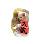 everyday melon（個別スタンプ：15）