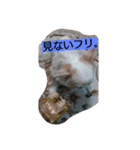 everyday melon（個別スタンプ：16）