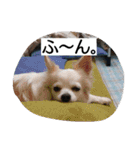 everyday melon（個別スタンプ：17）