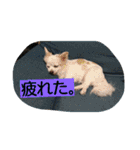 everyday melon（個別スタンプ：20）