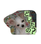 everyday melon（個別スタンプ：22）