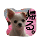 everyday melon（個別スタンプ：23）