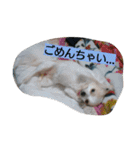 everyday melon（個別スタンプ：24）