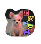 everyday melon（個別スタンプ：25）