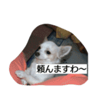 everyday melon（個別スタンプ：26）