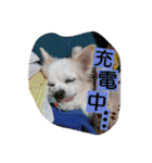 everyday melon（個別スタンプ：31）