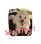 マルチーズのcoco ＆みるく（個別スタンプ：5）