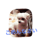 マルチーズのcoco ＆みるく（個別スタンプ：9）