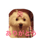 マルチーズのcoco ＆みるく（個別スタンプ：10）
