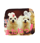 マルチーズのcoco ＆みるく（個別スタンプ：11）