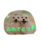 マルチーズのcoco ＆みるく（個別スタンプ：15）