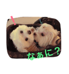 マルチーズのcoco ＆みるく（個別スタンプ：16）