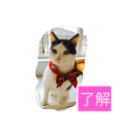 由美の猫と江美の犬（個別スタンプ：2）