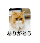 由美の猫と江美の犬（個別スタンプ：3）