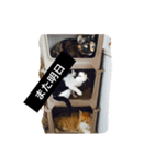 由美の猫と江美の犬（個別スタンプ：6）