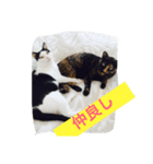 由美の猫と江美の犬（個別スタンプ：7）