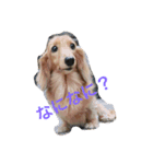 可愛い犬8枚（個別スタンプ：1）