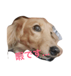 可愛い犬8枚（個別スタンプ：2）