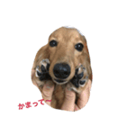可愛い犬8枚（個別スタンプ：3）