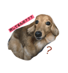 可愛い犬8枚（個別スタンプ：4）
