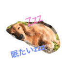 可愛い犬8枚（個別スタンプ：5）