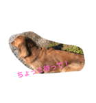 可愛い犬8枚（個別スタンプ：6）
