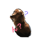 可愛い犬8枚（個別スタンプ：7）