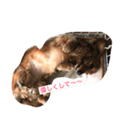 可愛い犬8枚（個別スタンプ：8）