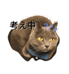灰猫スタンプ(写真版)（個別スタンプ：1）