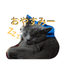 灰猫スタンプ(写真版)（個別スタンプ：5）
