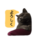 灰猫スタンプ(写真版)（個別スタンプ：6）