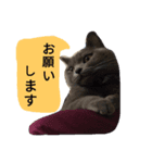 灰猫スタンプ(写真版)（個別スタンプ：7）