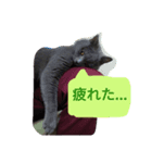 灰猫スタンプ(写真版)（個別スタンプ：8）
