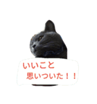 灰猫スタンプ(写真版)（個別スタンプ：9）