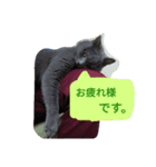 灰猫スタンプ(写真版)（個別スタンプ：11）
