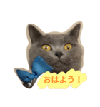 灰猫スタンプ(写真版)（個別スタンプ：12）