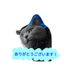 灰猫スタンプ(写真版)（個別スタンプ：13）