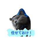 灰猫スタンプ(写真版)（個別スタンプ：14）