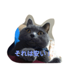 灰猫スタンプ(写真版)（個別スタンプ：16）