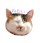 三毛猫の琥珀さん（個別スタンプ：1）