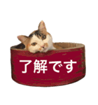 三毛猫の琥珀さん（個別スタンプ：3）