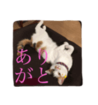 三毛猫の琥珀さん（個別スタンプ：4）