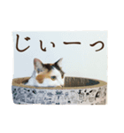 三毛猫の琥珀さん（個別スタンプ：5）