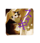 三毛猫の琥珀さん（個別スタンプ：6）