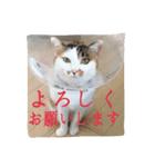 三毛猫の琥珀さん（個別スタンプ：7）