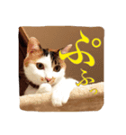 三毛猫の琥珀さん（個別スタンプ：8）