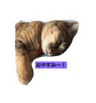 りんご123（個別スタンプ：5）