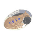 sabukota2（個別スタンプ：5）